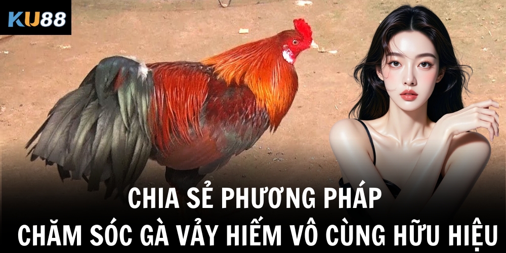 Chia sẻ phương pháp chăm sóc gà vảy hiếm vô cùng hữu hiệu